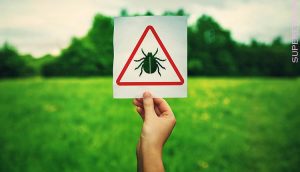 Despre boala Lyme si cum ne protejam de muscatura de capusa?